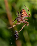 DSC_9839a.jpg