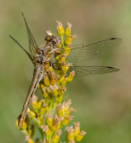 DSC_0070a.jpg