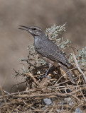 DSC_2025a.jpg