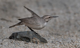 DSC_2037a.jpg