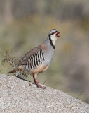 DSC_2262a.jpg