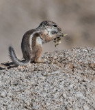 DSC_2409a_2.jpg