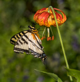 DSC_9611a.jpg