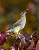 DSC_4303a.jpg