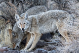 DSC_6080a.jpg