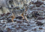 DSC_6240a.jpg