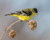 DSC_0918a.jpg