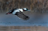 DSC_4136a_2.jpg