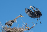 DSC_5165a.jpg