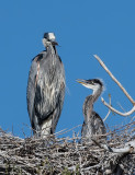 DSC_7803a.jpg