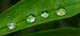 DSC_2579a.jpg