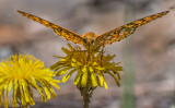 DSC_3828a.jpg