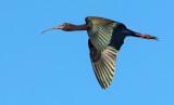DSC_7465a.jpg