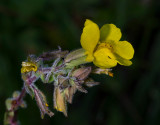 DSC_3069a.jpg
