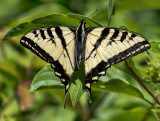 DSC_0455a.jpg