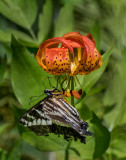 DSC_0721a.jpg