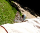 BUTTERFLIES ALIGHTING ON HUMANS - GALLERY