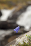 Campanula rotundifolia - Liten blåklocka