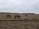 Planken Wambuis weg