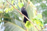 Groove-billed Ani