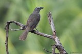 Grayish Saltator