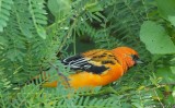 Streak-backed Oriole (male)