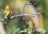 Streak-backed Oriole