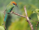 Russet-crowned Motmot