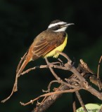 Great Kiskadee