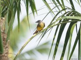 Tropical Kingbird