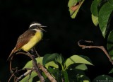 Great Kiskadee