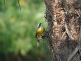 Great Kiskadee