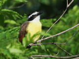 Great Kiskadee