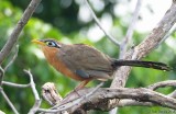 Lesser Ground Cuckoo