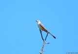 Scissor-tailed Flycatcher