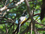 Citreoline Trogon