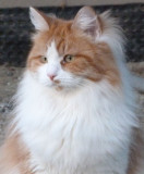 Sanna