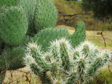 Magnificent cactus