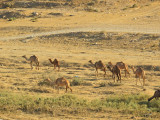 Camels grazing 30 Oct, 17
