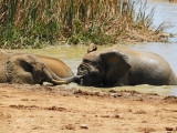  Elephants enjoying the cool water 29 Jan, 18