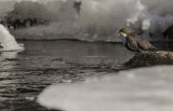 Strmstare [White-throated Dipper] IMGL0256.jpg