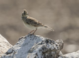 Snglrka [Eurasian Skylark] IMGL3096.jpg