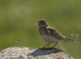 Snglrka [Eurasian Skylark] IMGL3110.jpg