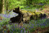 Blue Bell Wood Hatchlands Park Surrey