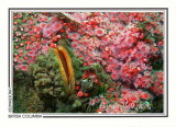 261 Rock scallop (Crassadoma gigantea) and strawberry anemones, Mozino Point, Tahsis Inlet