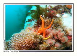 265 Blood star (Henricia leviuscula) in pink-mouth hydroids and soft coral, Rock of Life, Browning Passage