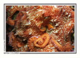 267 Giant Pacific octopus (Enteroctopus dofleini), Whiskey Point, Quadra Island