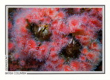 273 Giant acorn barnacles (Balanus nubilus) and strawberry anemones, Mozino Point, Tahsis Inlet