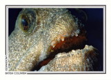 274 Wolf-eel (Anarrhichthys ocellatus), Breakwater Island, Gabriola Island