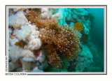 278 Pink-mouth hydroids (Ectopleura crocea), Rock of Life, Browning Passage